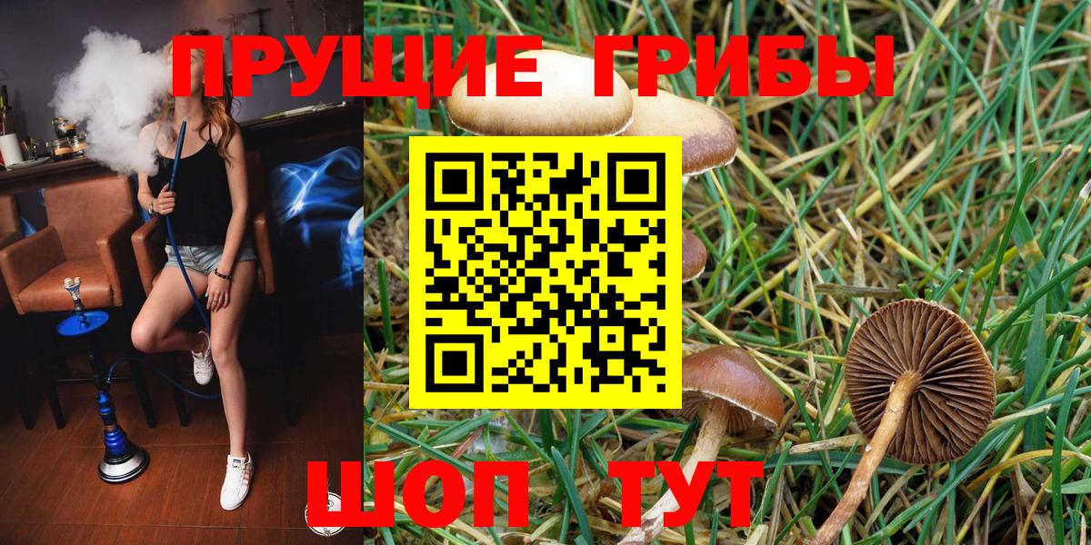 Галлюциногенные грибы Psilocybine cubensis Светлоград
